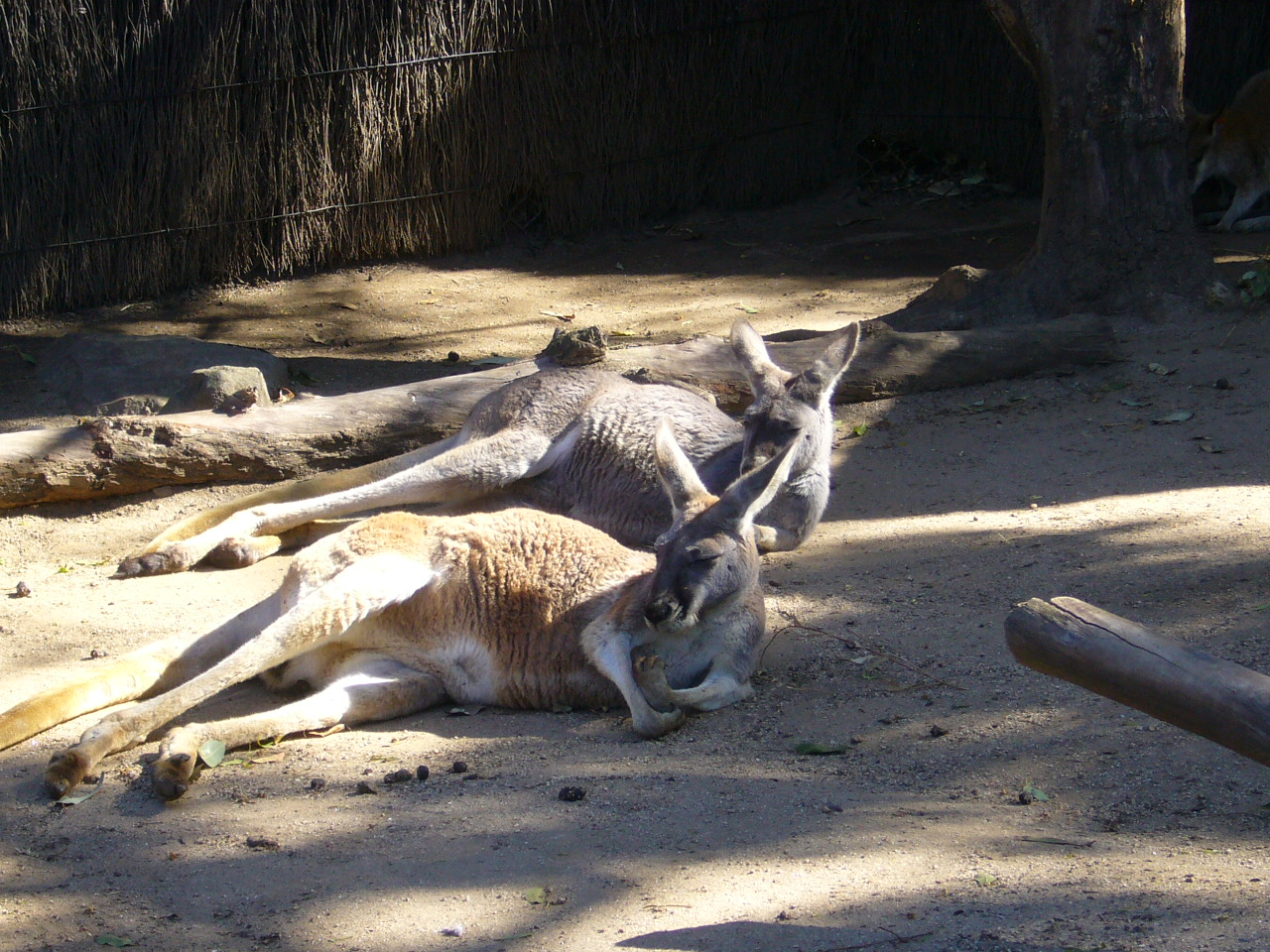 動物園